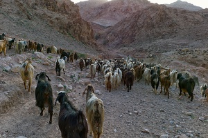 Wadi Dana