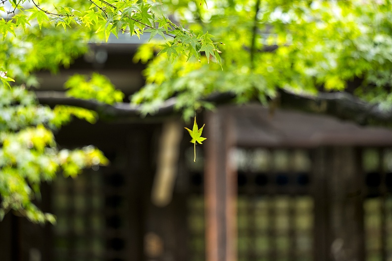 01 - Tokyo - 11 - Gotoku Ji 04.jpg