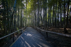 Kodai Ji