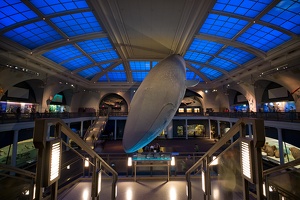 American Museum of Natural History