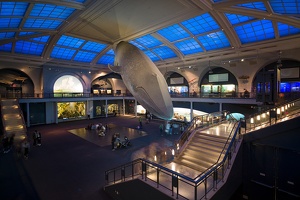 American Museum of Natural History