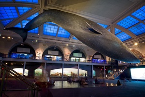 American Museum of Natural History