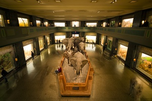 American Museum of Natural History