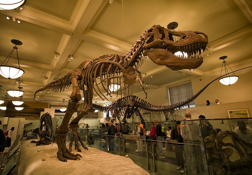 American Museum of Natural History - New York
