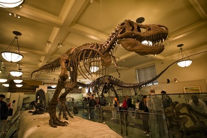 American Museum of Natural History