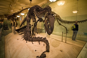 American Museum of Natural History