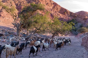 Wadi Dana