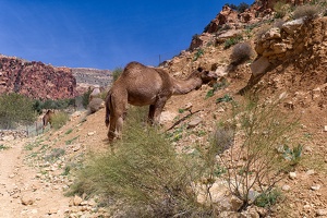 Wadi Dana