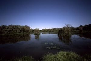 Azraq Wetlands